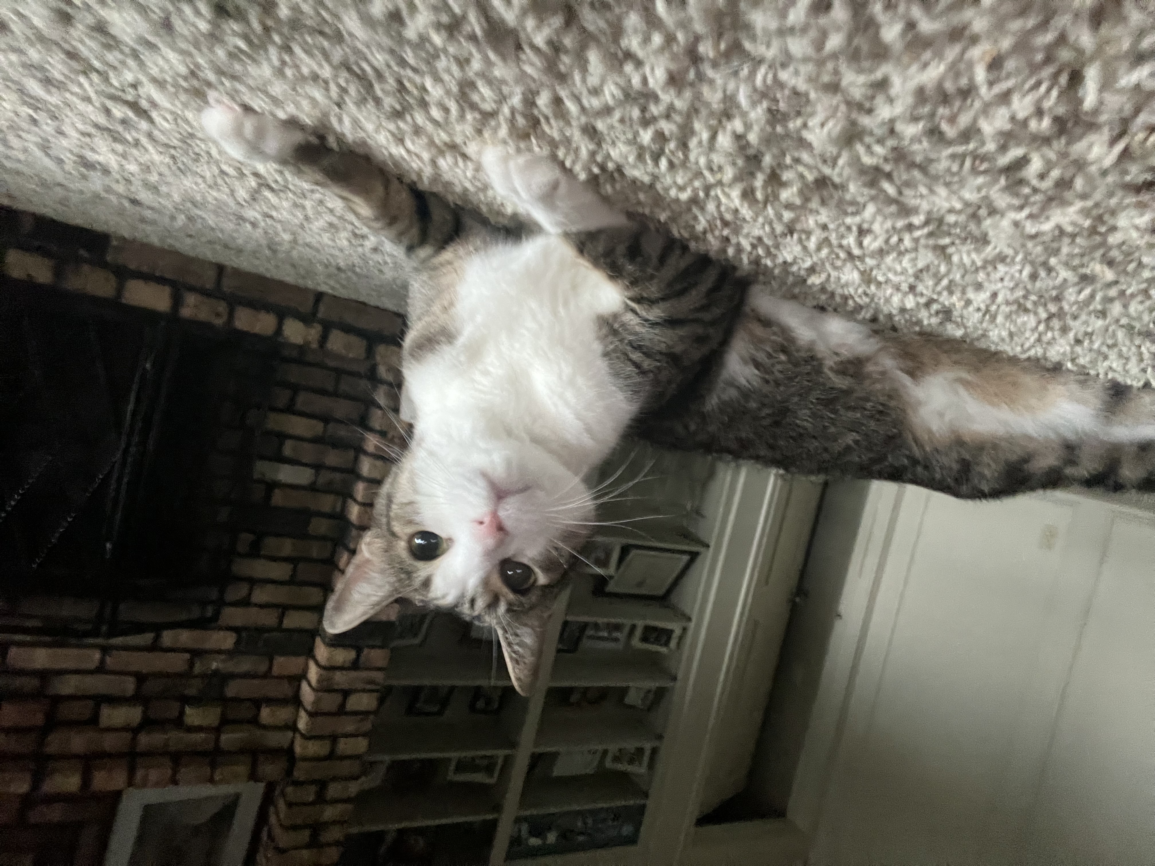 Randy, a brown and white tabby cat, laying on carpet